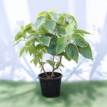Acalypha Wilkesiana